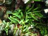 Green Aquarium Plant Caulerpa Brachypus photo 