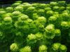 Green Aquarium Plant Limnophila sessiliflora photo 