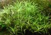 Green Aquarium Plant Stargrass photo 