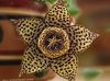 brown Carrion Plant, Starfish Flower, Starfish Cactus