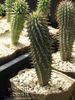 pink Houseplant Hoodia photo (Desert Cactus)