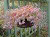 pink Plant Sedum photo (Succulent)