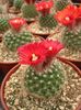 red Plant Tom Thumb photo (Desert Cactus)