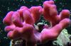 pink Finger Coral photo