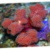 red Finger Coral photo