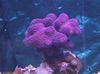 purple Finger Coral photo