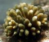 brown Finger Coral photo