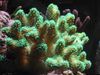 green Finger Coral photo
