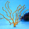 yellow Finger Gorgonia (Finger Sea Fan) photo