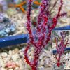 red Finger Gorgonia (Finger Sea Fan) photo