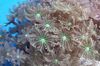 green Clavularia Star Polyp, Tube Coral photo
