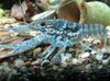blue Black Mottled Crayfish