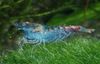 blue Blue Pearl Shrimp photo