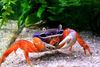 blue Pacific Land Crab, Rainbow Crab