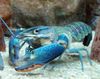 blue Red Claw Cray (Blue Lobster)
