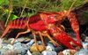 blue Red Swamp Crayfish