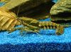 brown Sly Crayfish photo