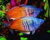 Motley  Boesemans Rainbowfish photo