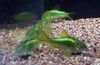 Green Corydoras aeneus