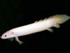 White Fish Cuvier Bichir photo