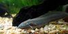 East african lungfish