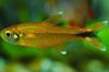 Gold Fish Hasemania nana photo