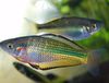 Murray river rainbowfish