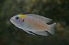 Silver Fish Neolamprologus brevis photo