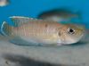 Brown Fish Neolamprologus brevis photo