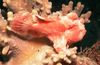 Spotted  Painted Anglerfish (Painted frogfish) photo