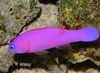Purple Fish Purple Dottyback photo
