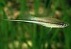 Green Swordtail