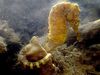 Yellow Fish Tiger tail seahorse photo