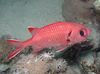 Red  White-edged (Blotcheye Soldierfish) photo