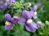 purple Flower Cape Jewels photo