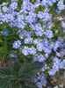 light blue Flower Cape Jewels photo