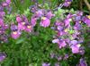 lilac Flower Cape Jewels photo