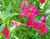 pink Flower Cape Jewels photo