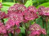 burgundy Flower Masterwort photo