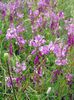 lilac Flower Polygala amara photo