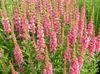 pink Flower Purple Loosestrife, Wand Loosestrife photo