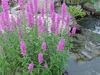 lilac Flower Purple Loosestrife, Wand Loosestrife photo
