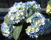 light blue Common hydrangea, Bigleaf Hydrangea, French Hydrangea