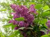 light blue Common Lilac, French Lilac