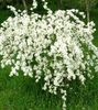 white Flower Pearl bush photo