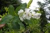 white Flower Pearl bush photo