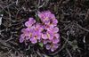 pink Flower Solms-Laubachia photo