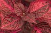 red Plant Bloodleaf, Chicken Gizzard photo (Leafy Ornamentals)