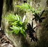 green Plant Common polypody, Rock Polypody photo (Ferns)