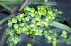 light green  Duckweed photo (Aquatic Plants)